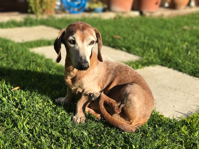 Airbnb for dogs - Garden shot