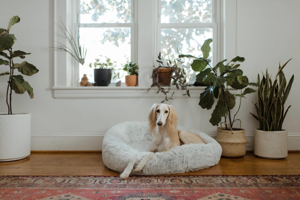 Airbnb for dogs - Lounge Shot